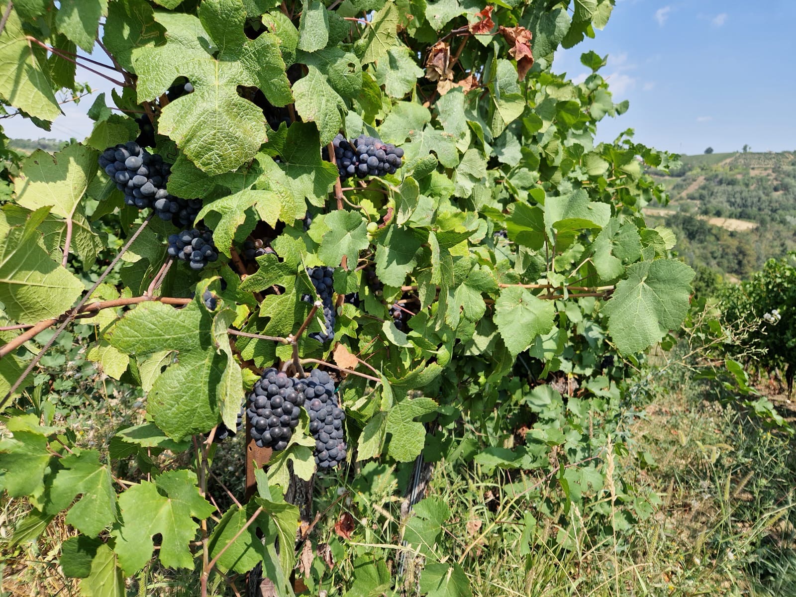 azienda-agricola-oltrepo-pavese-con-corpo-di-fabbricato-0