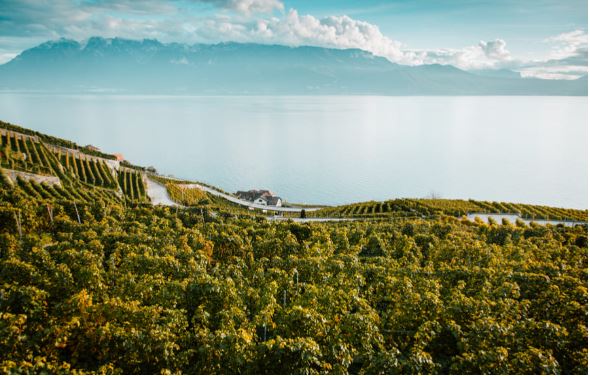 /api/file/public/263364/22129