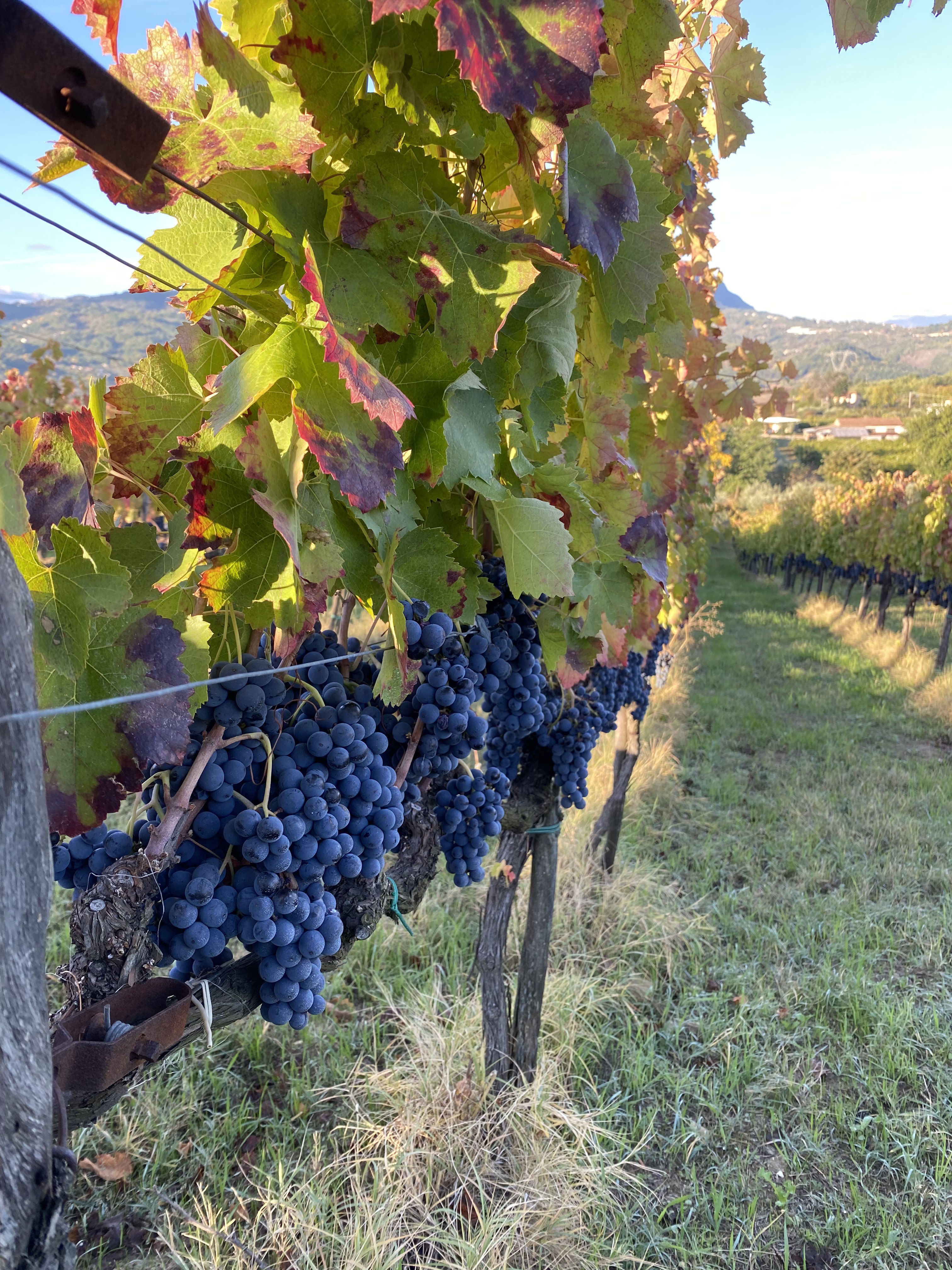 /api/file/public/264198/24922