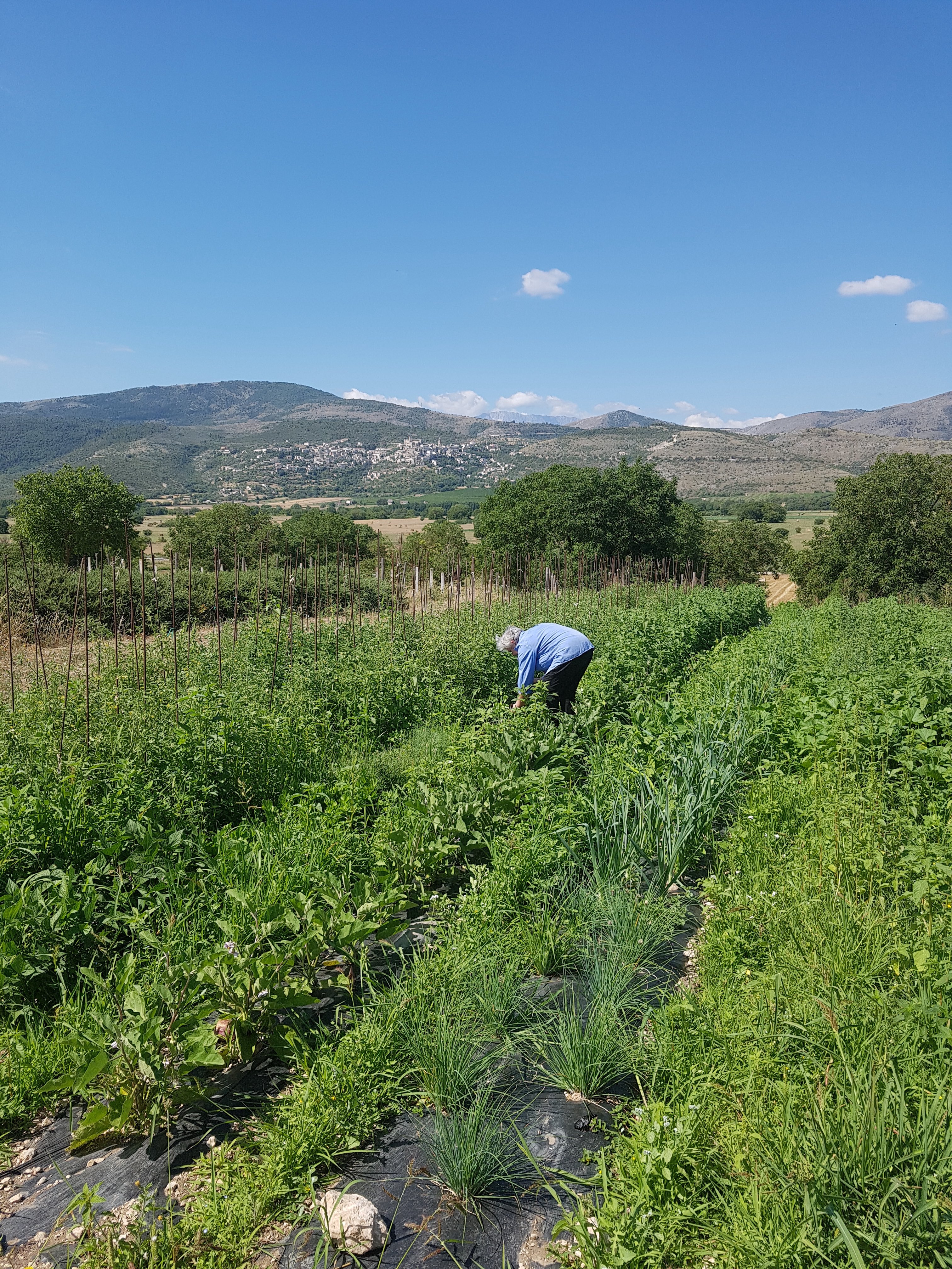 /api/file/public/264294/25314