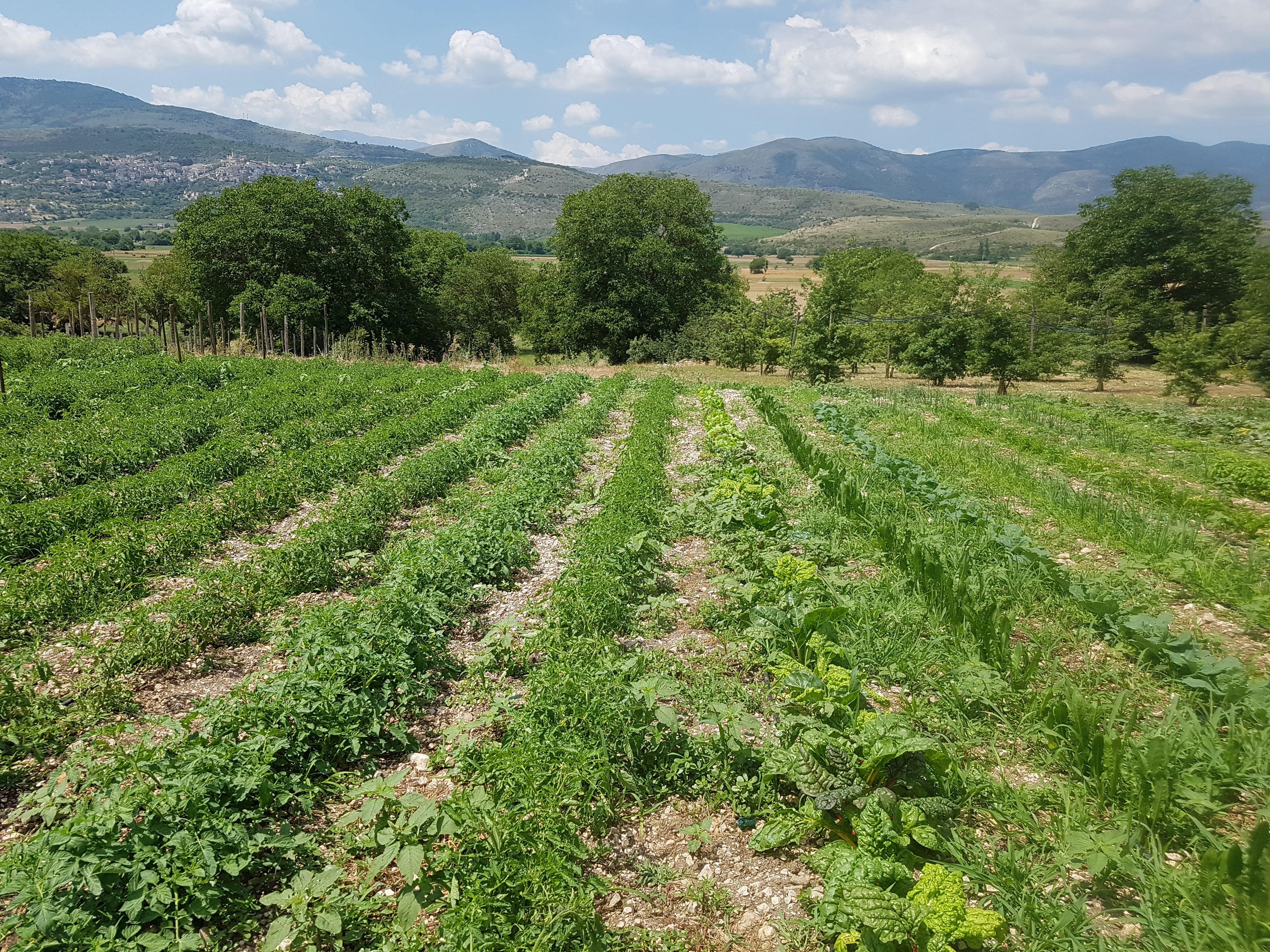 /api/file/public/264294/25318