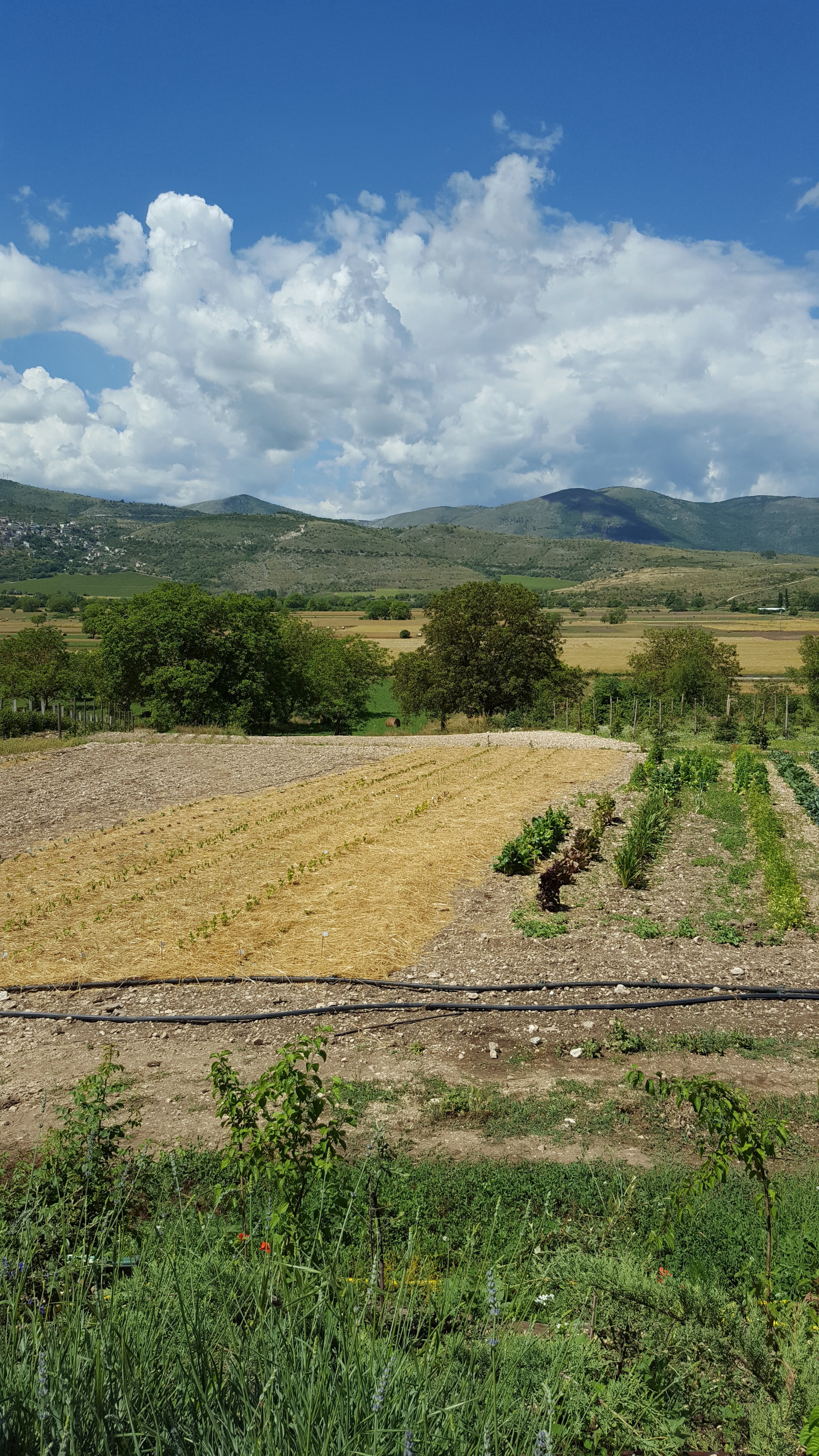 /api/file/public/264294/25323