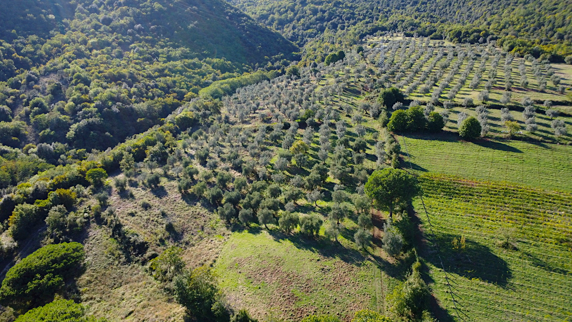 /api/file/public/264693/26633