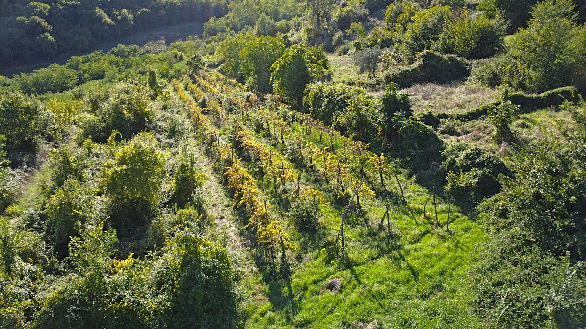 /api/file/public/264693/26640