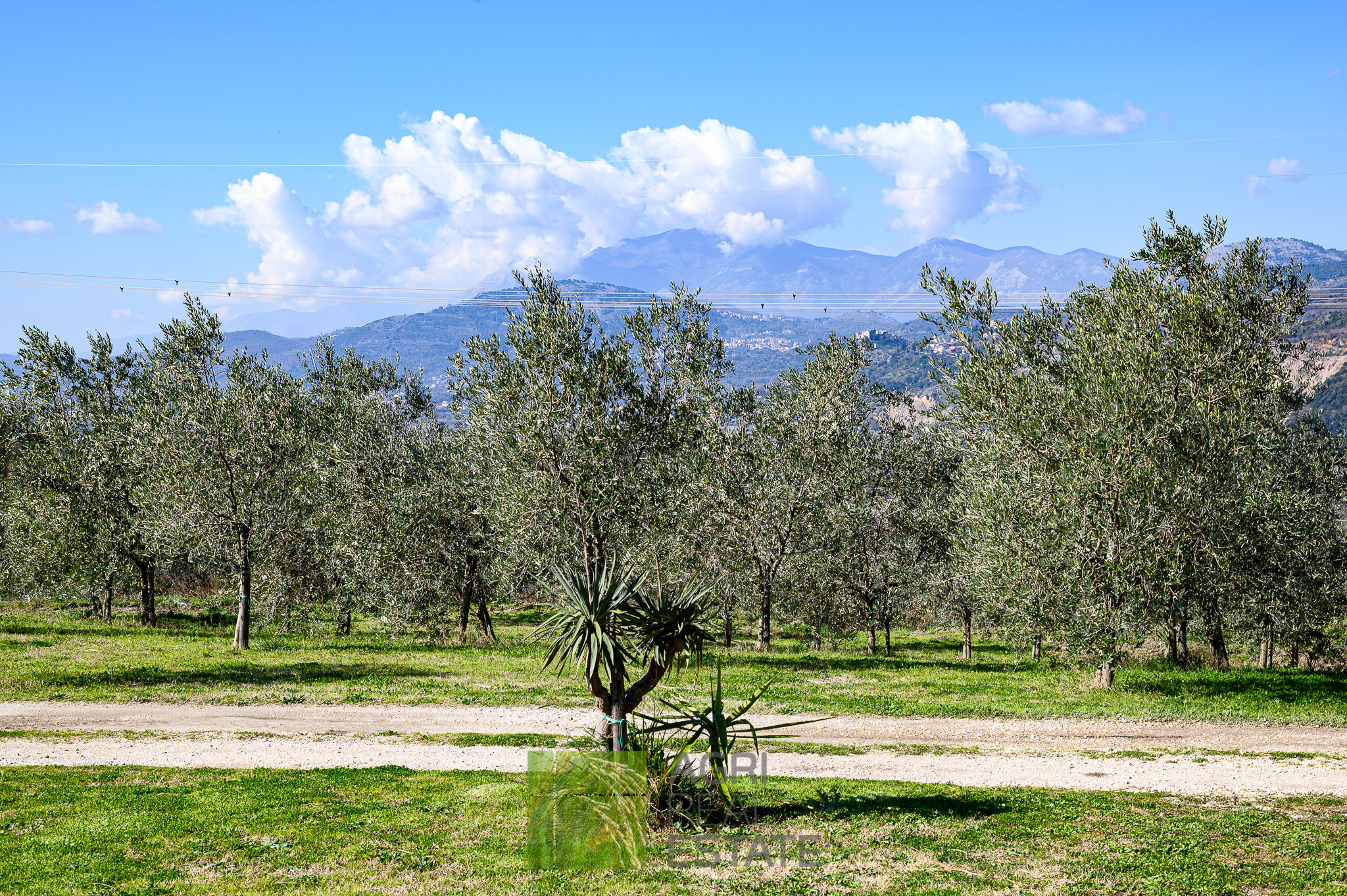 /api/file/public/264719/26747