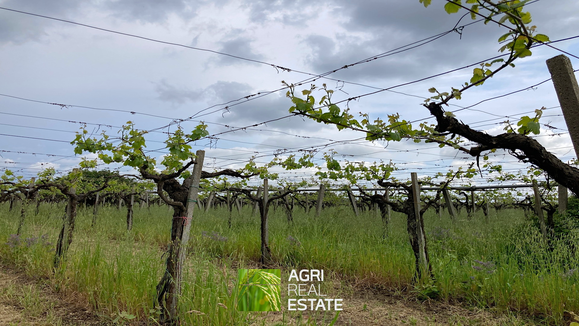 /api/file/public/264727/26917