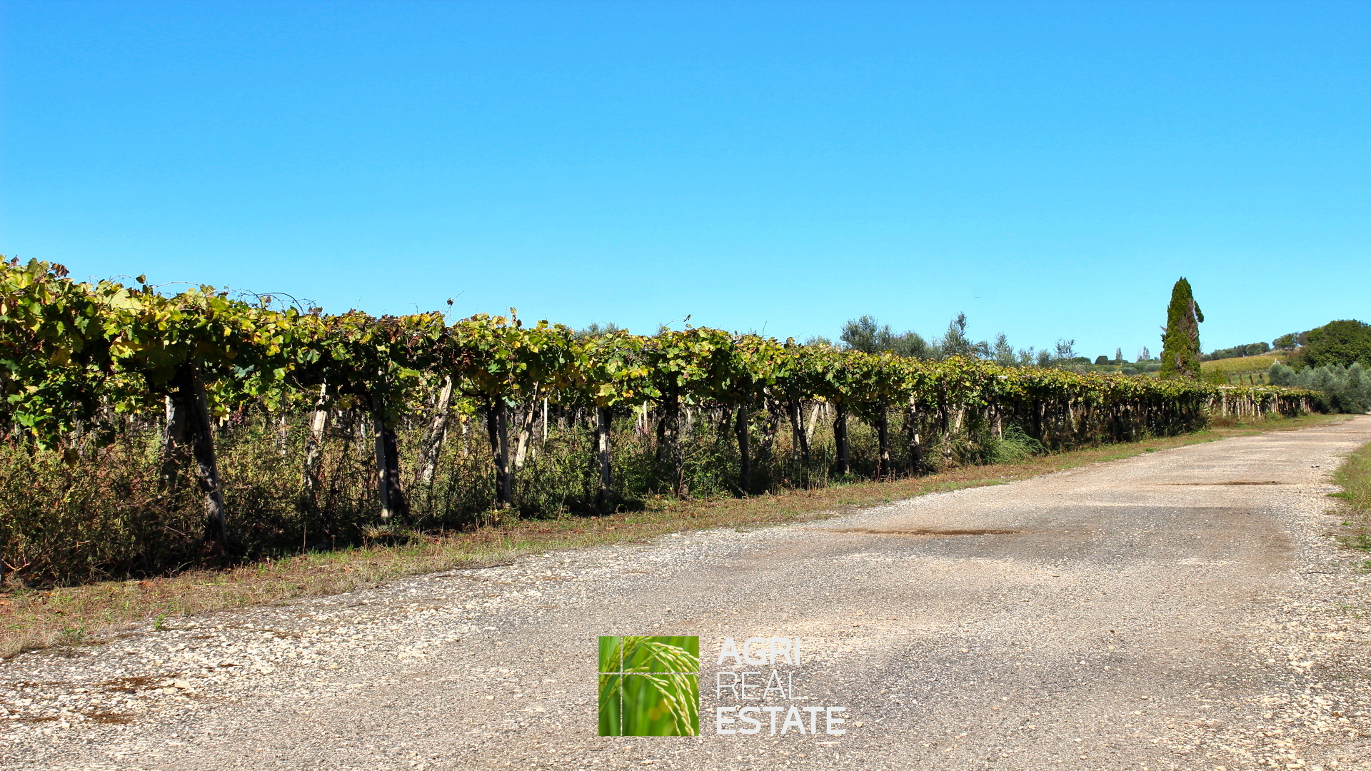 /api/file/public/265002/28321