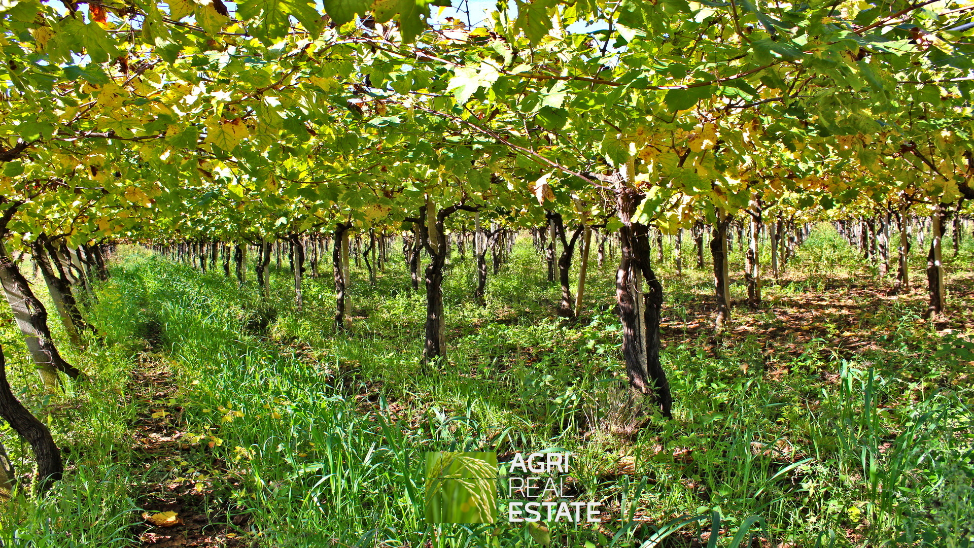 /api/file/public/265002/28327