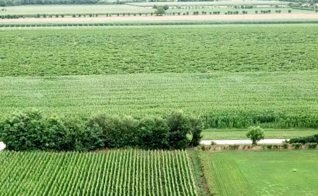 /api/file/public/265014/28387