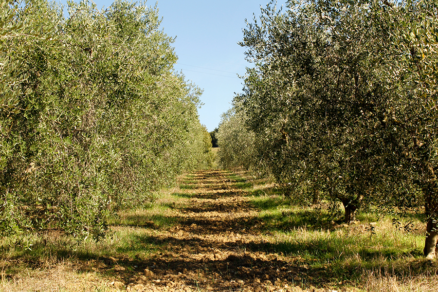 /api/file/public/265185/29678