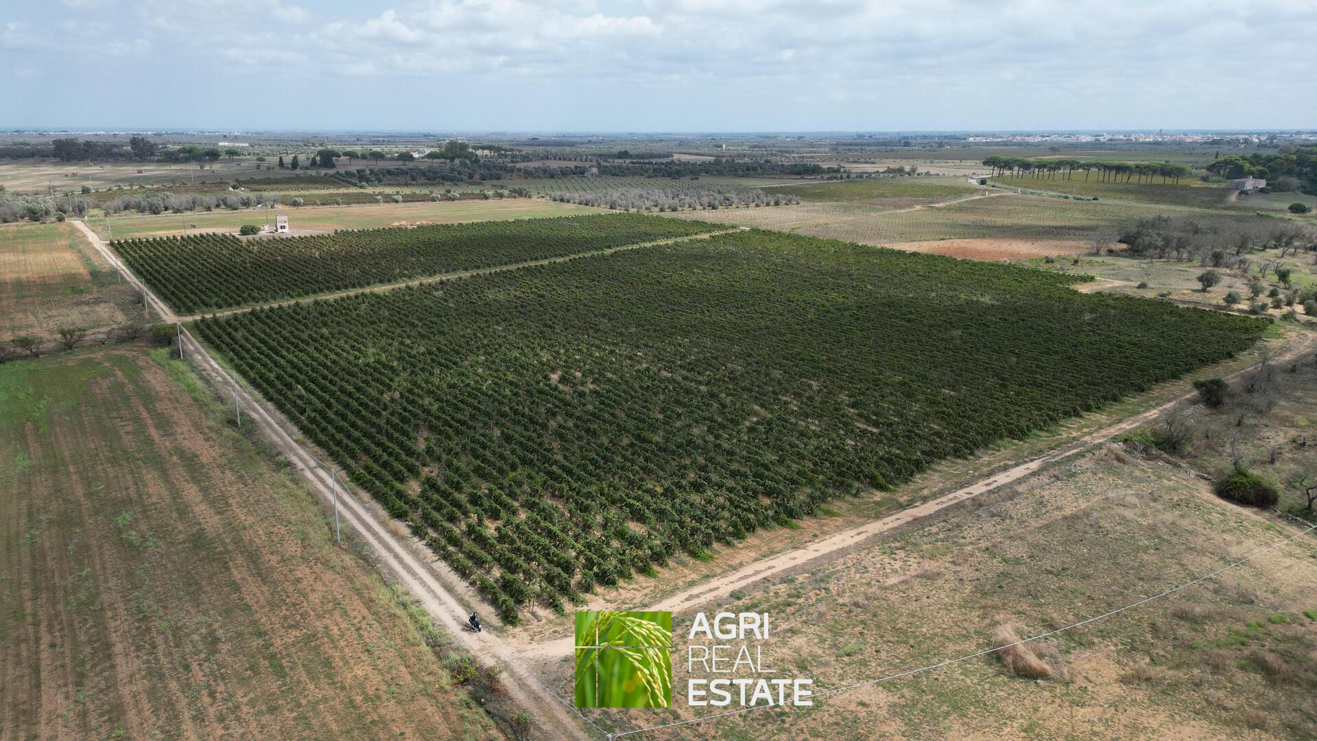 /api/file/public/265271/30119