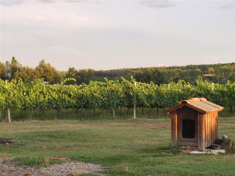 /api/file/public/265352/30744