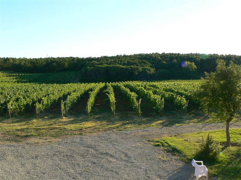 /api/file/public/265352/30745