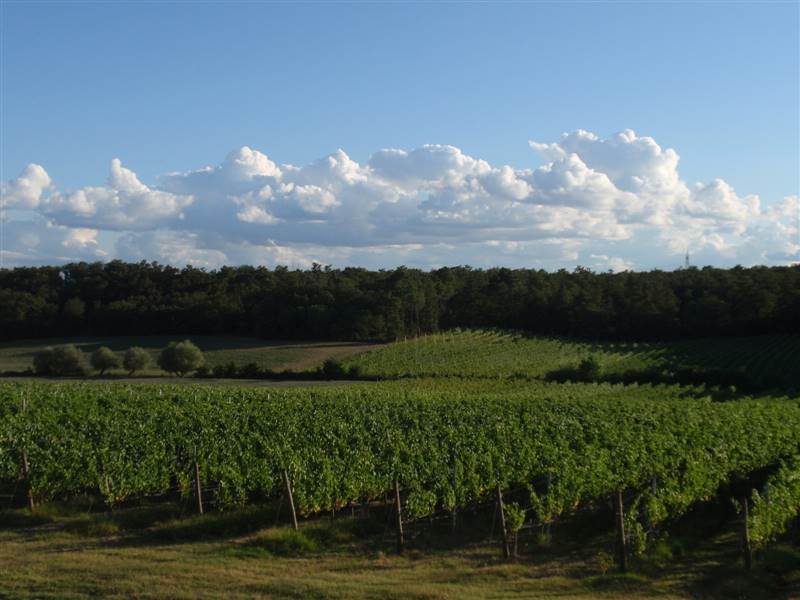 /api/file/public/265352/30747