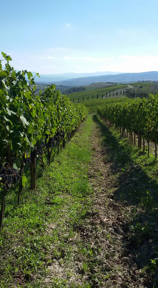 /api/file/public/265384/30985