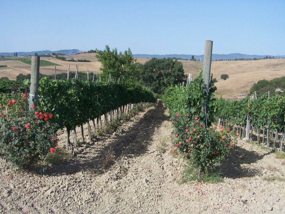 /api/file/public/265384/30986