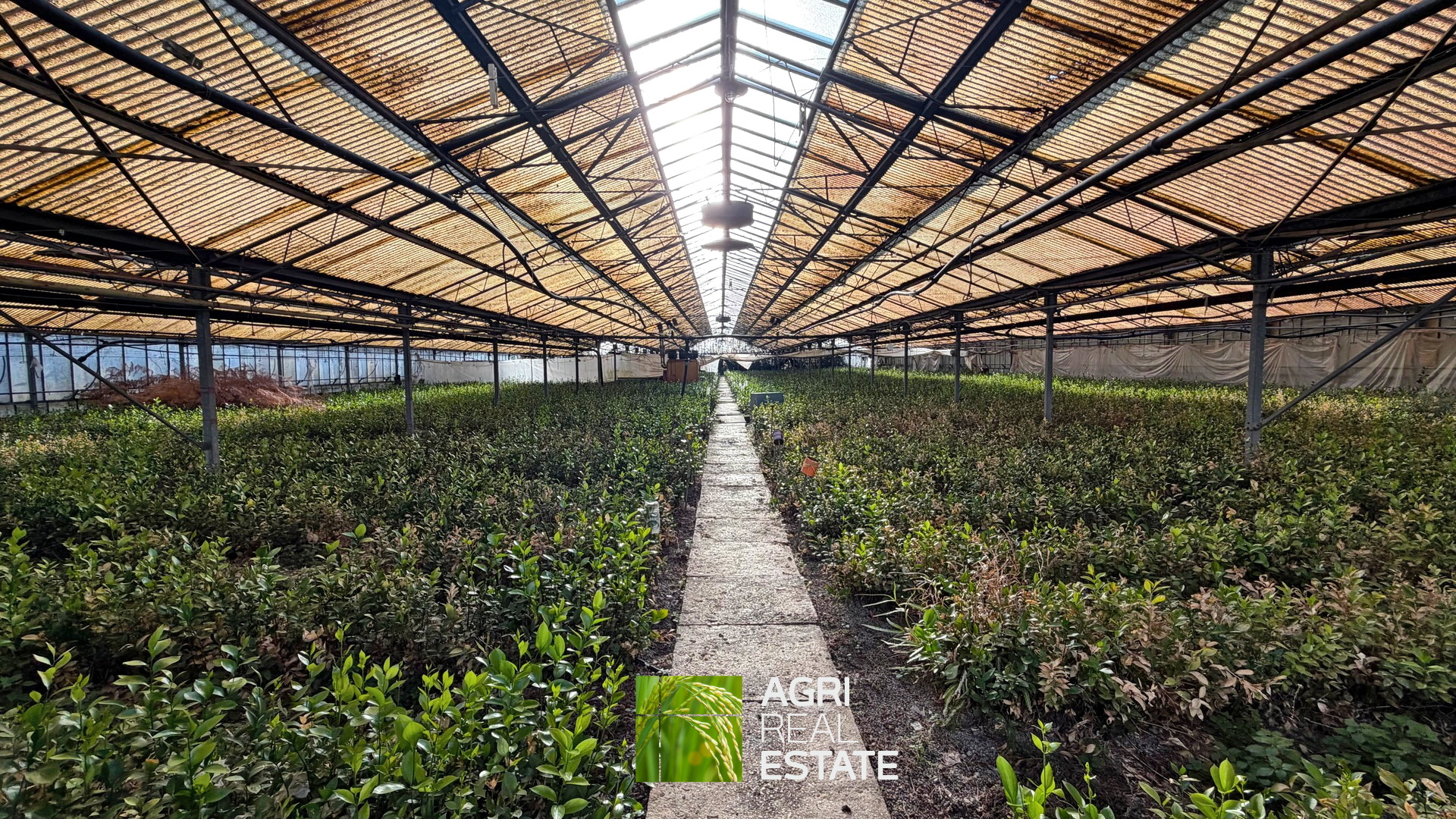 /api/file/public/265444/31382