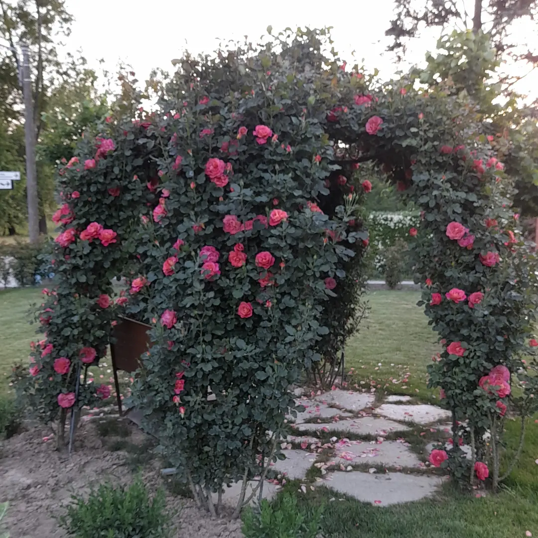 /api/file/public/265458/31519