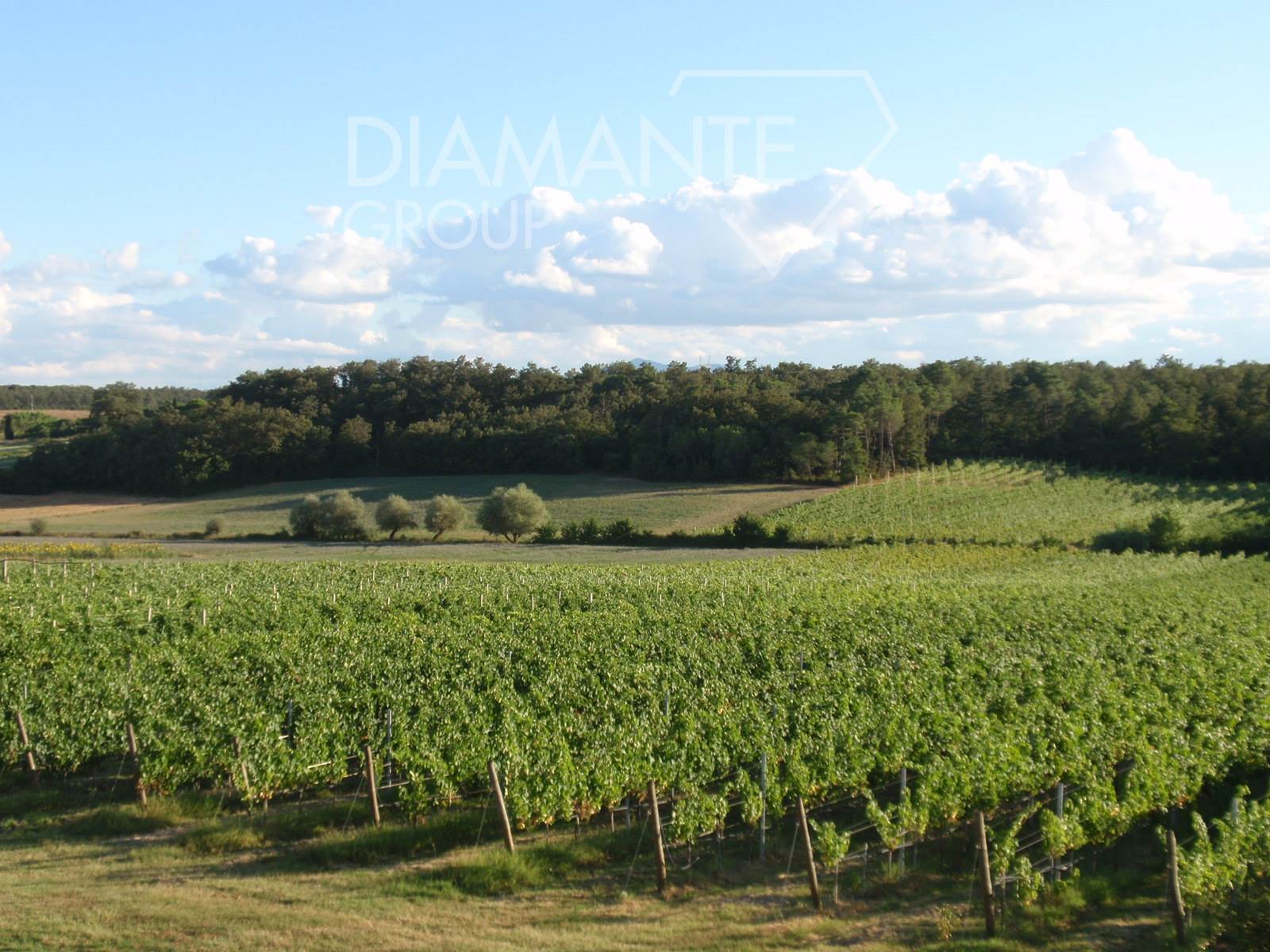 /api/file/public/265622/32437