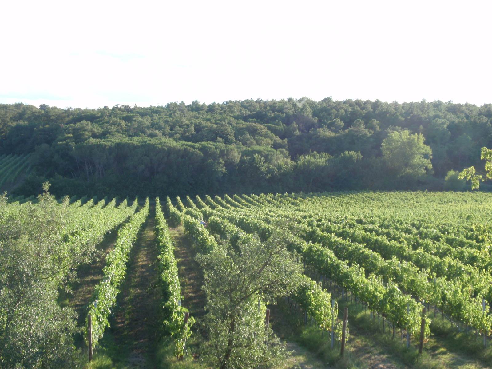 /api/file/public/265622/32438