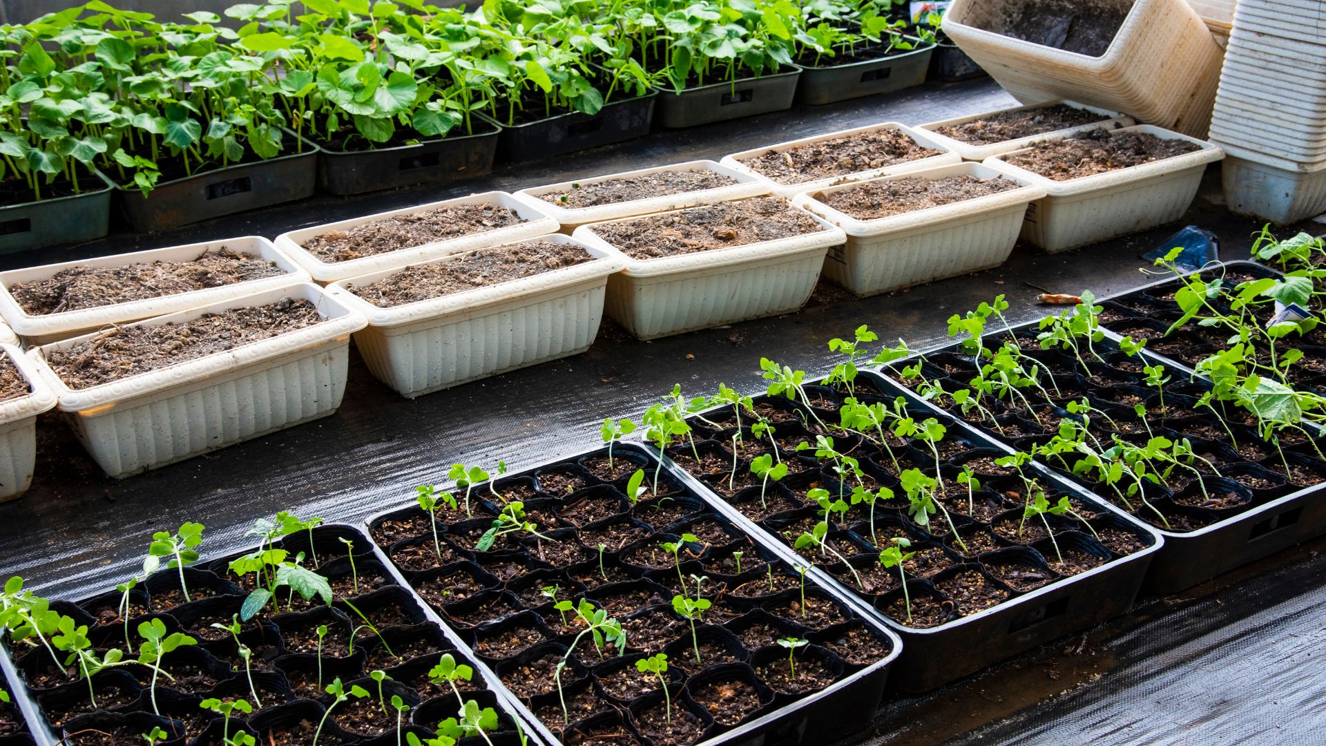 /api/file/public/local/stock/8/9402