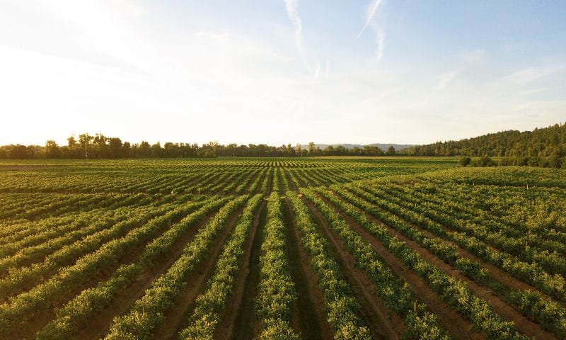 Aprire azienda agricola