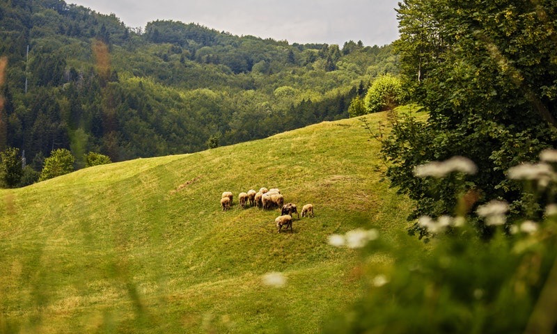  in vendita Emilia Romagna