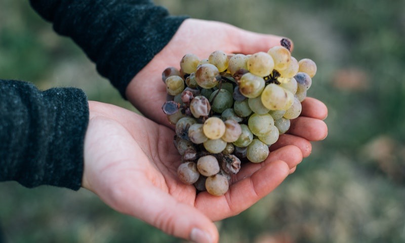  in vendita Friuli Venezia Giulia