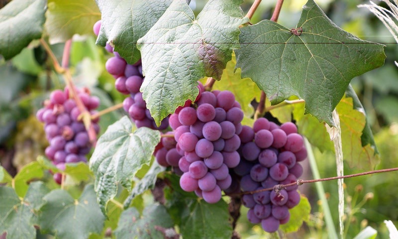 aziende-vinicole in vendita Veneto