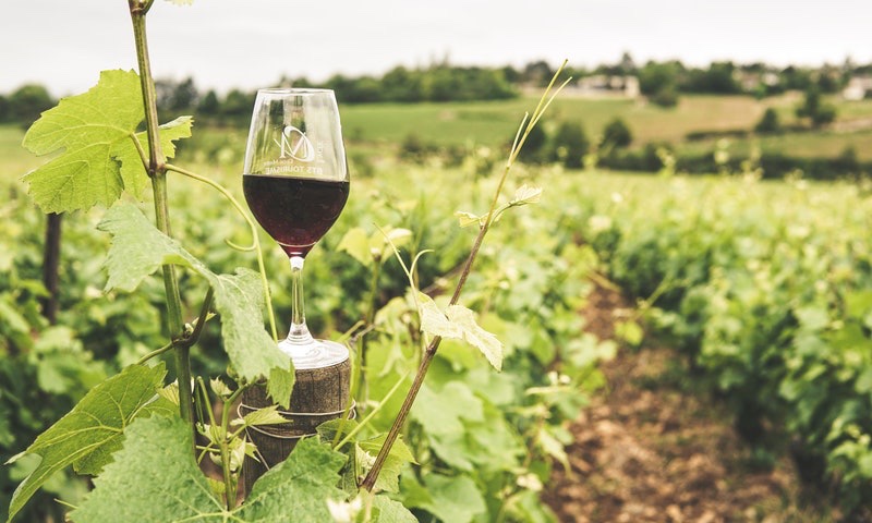 aziende-agricole in vendita Toscana