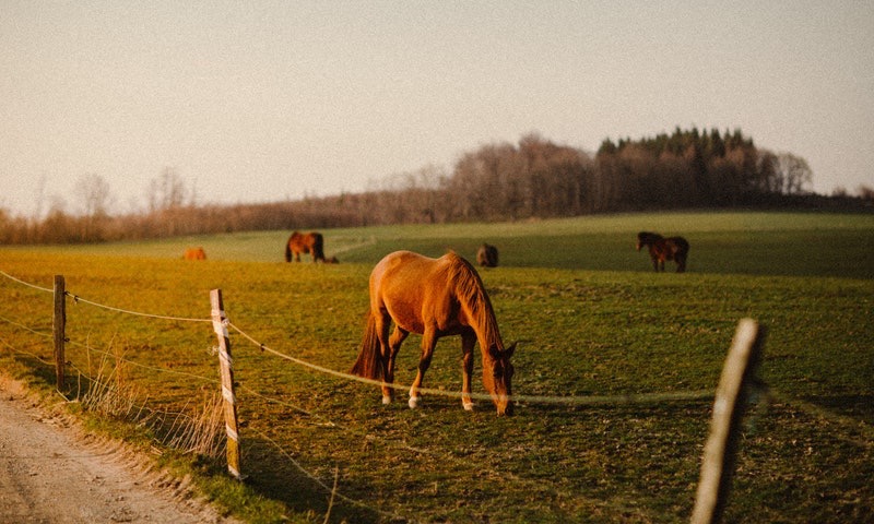 aziende-agricole in vendita Emilia Romagna
