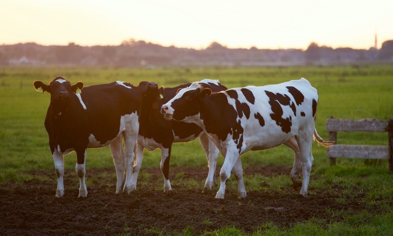 aziende-agricole in vendita Emilia Romagna