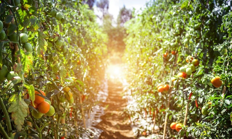terreni-agricoli in vendita Veneto