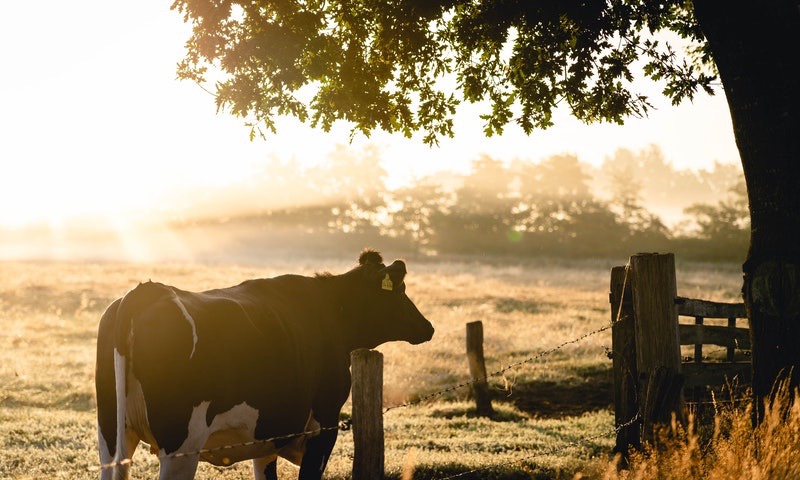aziende-agricole in vendita Emilia Romagna