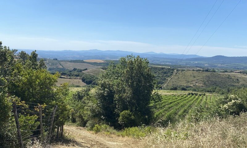 aziende-vinicole in vendita Toscana