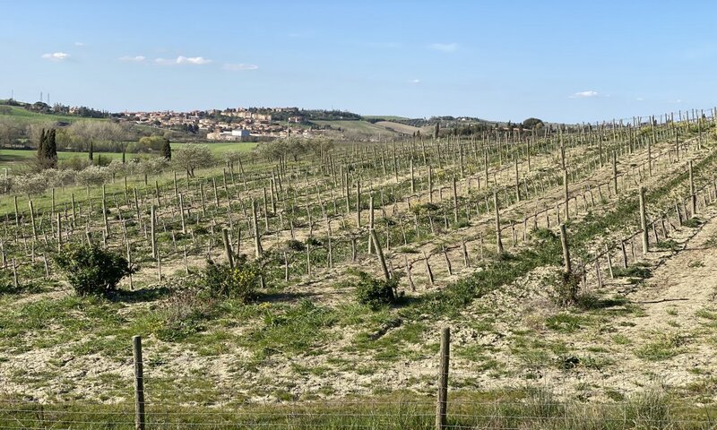 aziende-vinicole in vendita Toscana