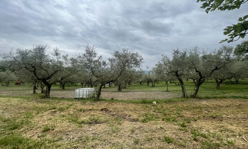 aziende-agricole in vendita Umbria