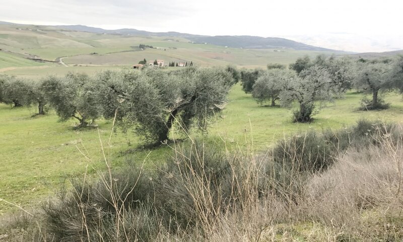 aziende-agricole in vendita Toscana