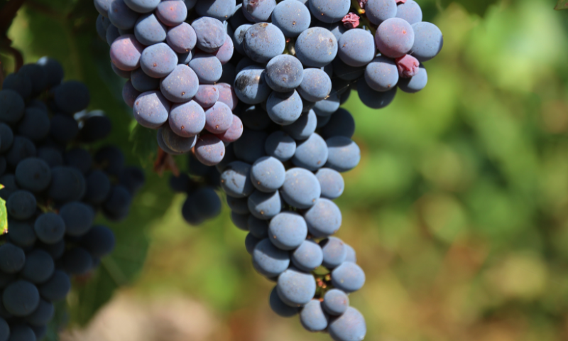  in vendita Friuli Venezia Giulia