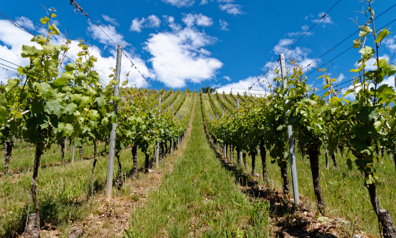 aziende-vinicole in vendita Veneto