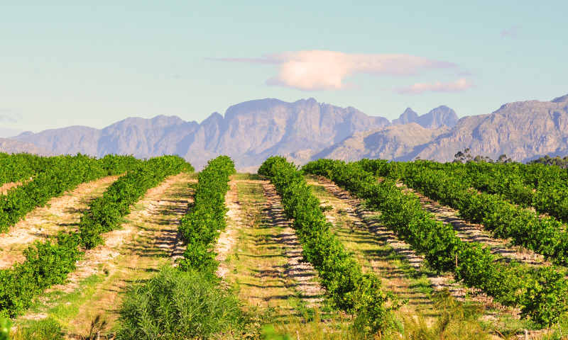 aziende-agricole in vendita Toscana