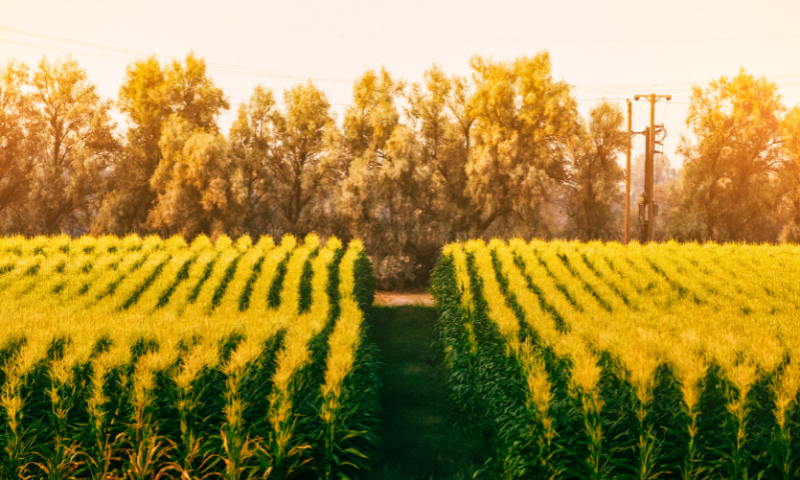 aziende-agricole in vendita Piemonte
