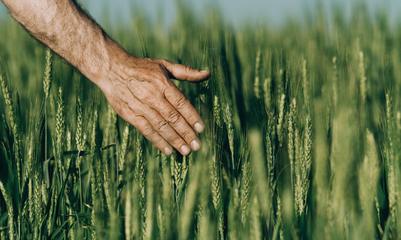 terreni-agricoli in vendita Emilia Romagna