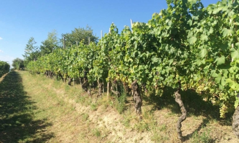 aziende-agricole in vendita Piemonte