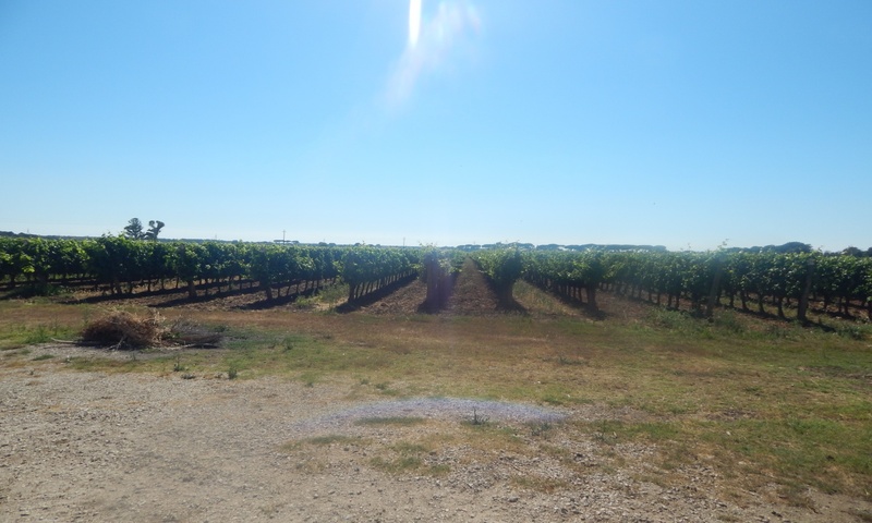 aziende-agricole in vendita Toscana