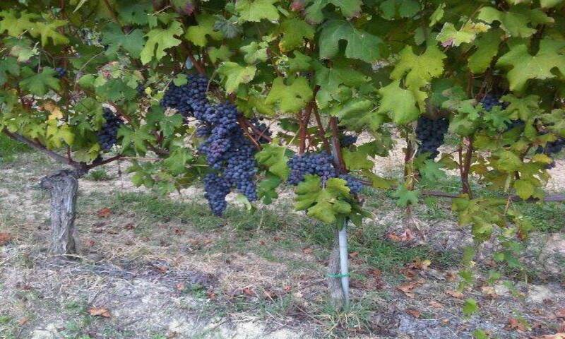 terreni-agricoli in vendita Piemonte