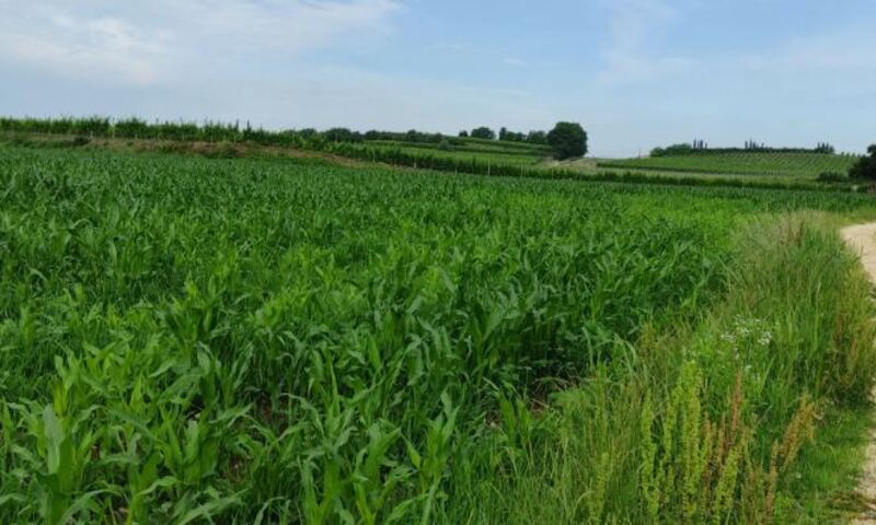 terreni-agricoli in vendita Veneto