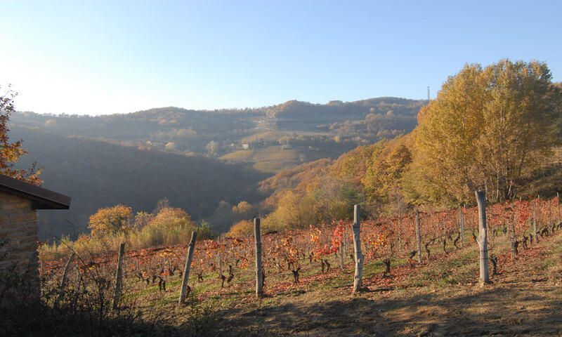 aziende-agricole in vendita Piemonte