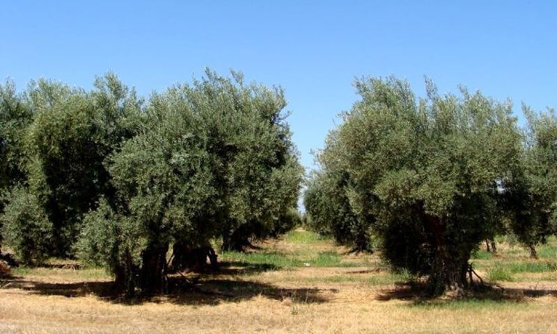  in vendita Abruzzo