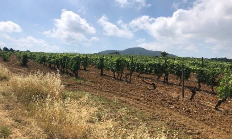 aziende-agricole in vendita Piemonte